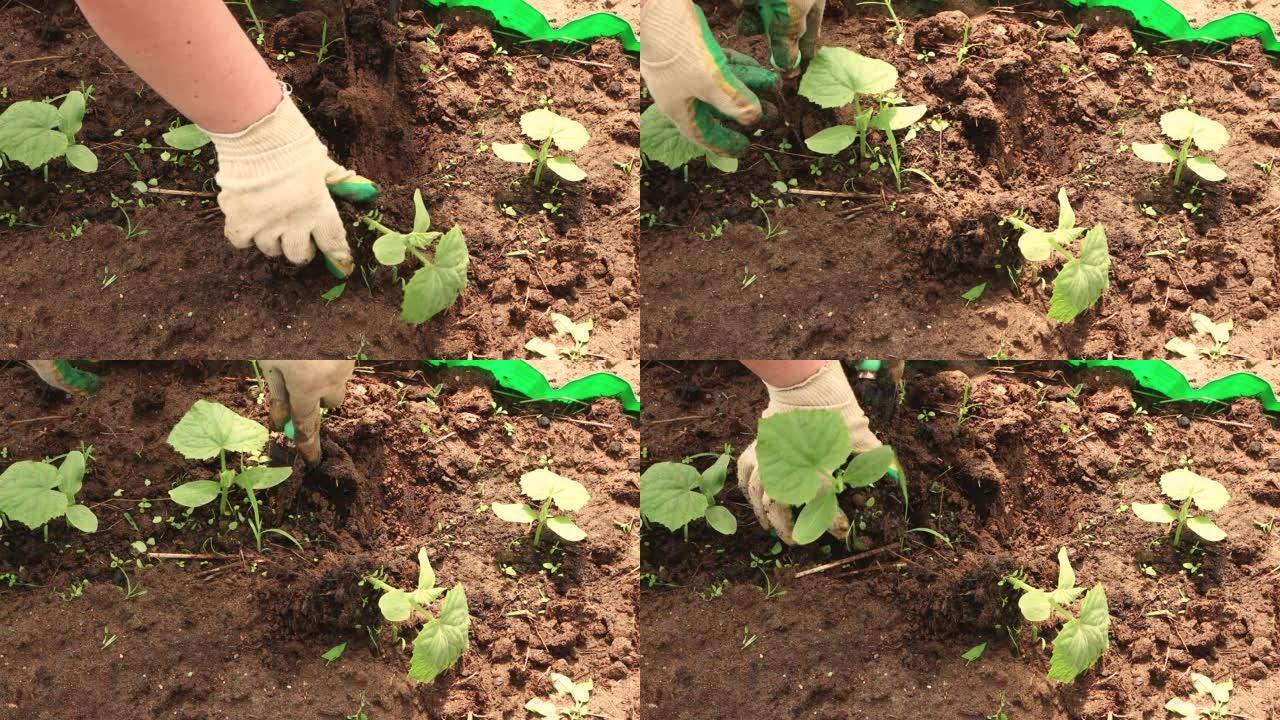 戴着手套的有爱心的女性双手用勺子挖出黄瓜幼苗。