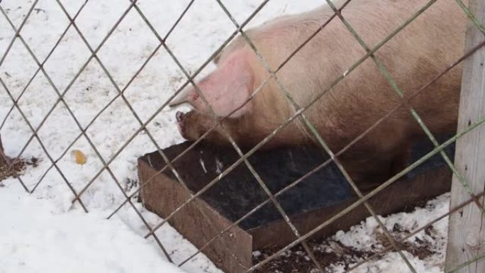 网格后面的大胖肮脏的老粉红猪正在一个空容器中寻找食物。