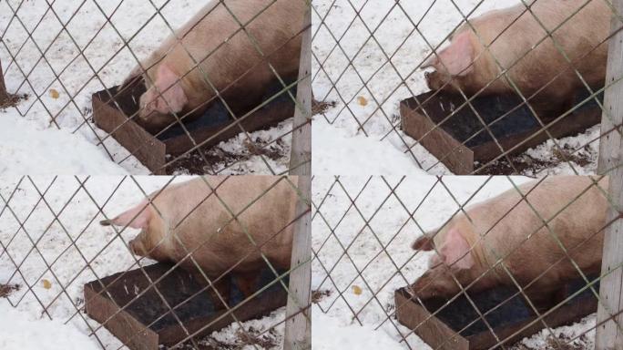 网格后面的大胖肮脏的老粉红猪正在一个空容器中寻找食物。