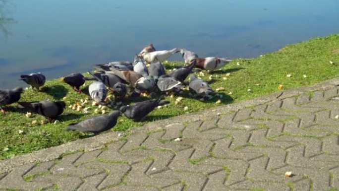 鸽子为食物而战，它们走在一大堆面包屑上。