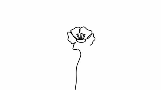 花朵轮廓。在白色背景上连续一行绘制美丽的花朵Aquilegia。自画动画。手绘开花植物。简单的设计，