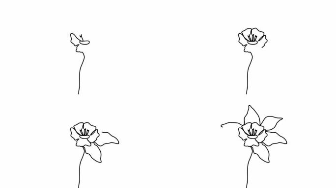 花朵轮廓。在白色背景上连续一行绘制美丽的花朵Aquilegia。自画动画。手绘开花植物。简单的设计，