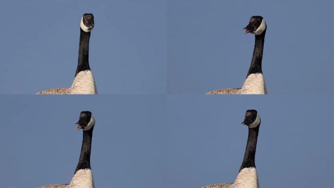 一只靠近加拿大鹅的大雁，头颈黑色，脸颊白色，下巴下白色，身体棕色。