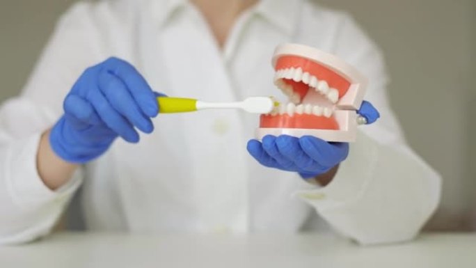 戴手套的女牙医在下巴模型上展示如何用牙刷清洁牙齿。特写。
