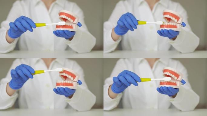 戴手套的女牙医在下巴模型上展示如何用牙刷清洁牙齿。特写。
