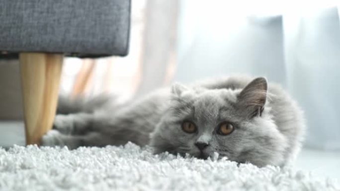 美丽的灰色俏皮猫，眼睛鼓鼓的躺在地板上。