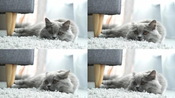 美丽的灰色俏皮猫，眼睛鼓鼓的躺在地板上。