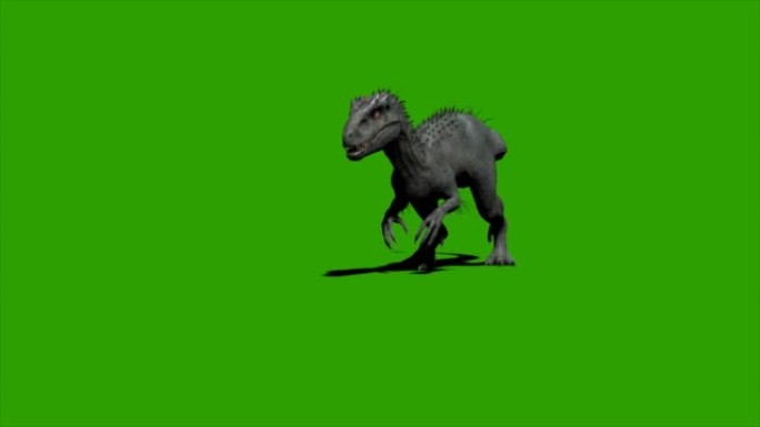 在绿色屏幕上行走的迅猛龙恐龙