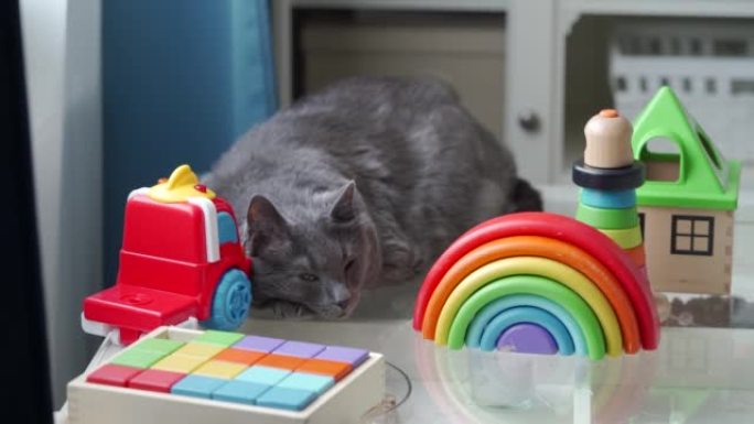 家猫睡在客厅里的桌子上，周围是孩子们的玩具，五颜六色的木制和塑料玩具。高质量4k镜头