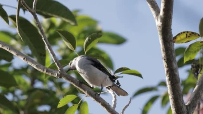 热带知更鸟，尤卡坦州，墨西哥