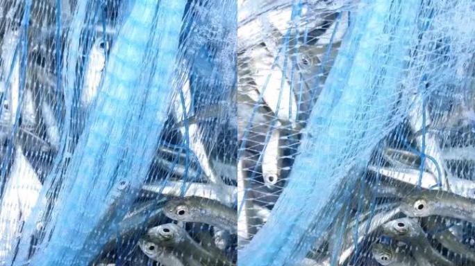 Silver-sides鱼类新鲜的海鱼蛋白是通过撒网获得的当地食物。