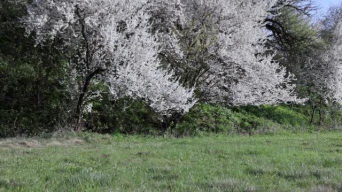 樱桃枝在白花盛开时随风移动