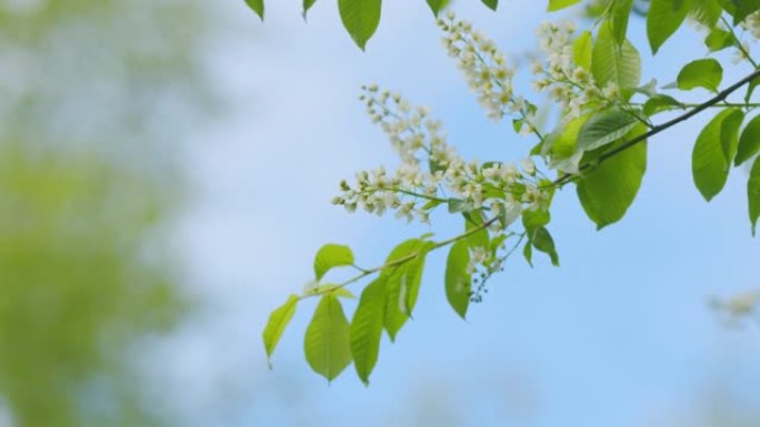 花开的鸟樱桃枝选择性聚焦。朴树或黑莓和或五月天树。慢动作。