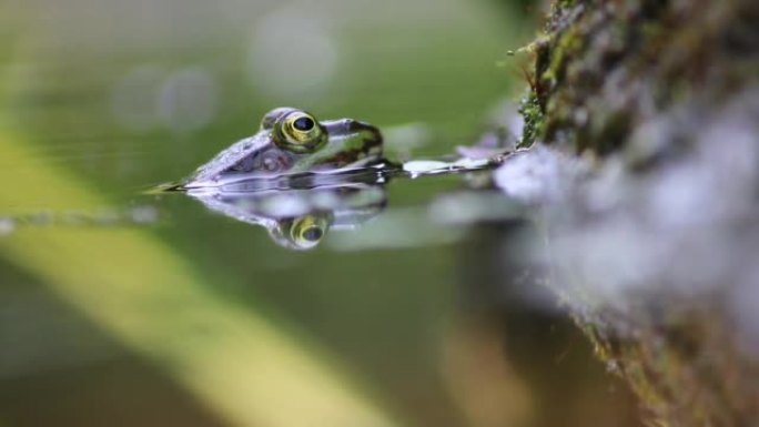 害羞的大绿青蛙眨眼清洁花园池塘中的眼睛在宏观视图中显示花园生物群落中的青蛙眼睛和春季两栖动物交配的田