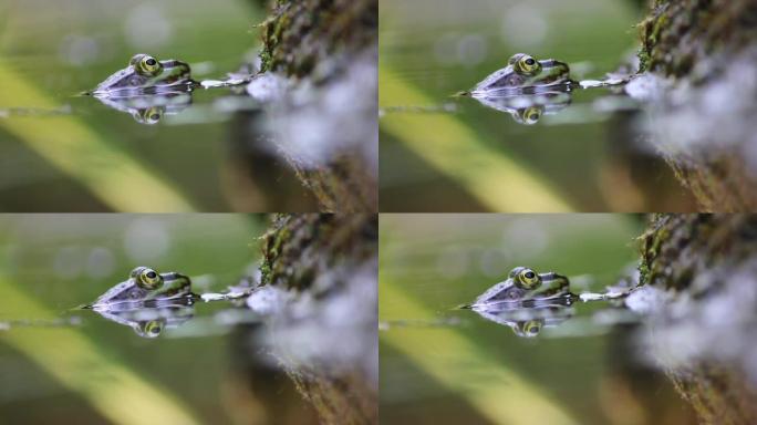 害羞的大绿青蛙眨眼清洁花园池塘中的眼睛在宏观视图中显示花园生物群落中的青蛙眼睛和春季两栖动物交配的田