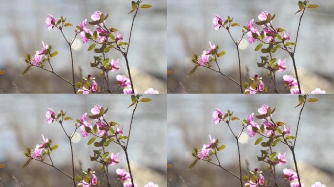 开花野生迷迭香灌木大粉红色的花特写。美丽的花卉横向照片。
