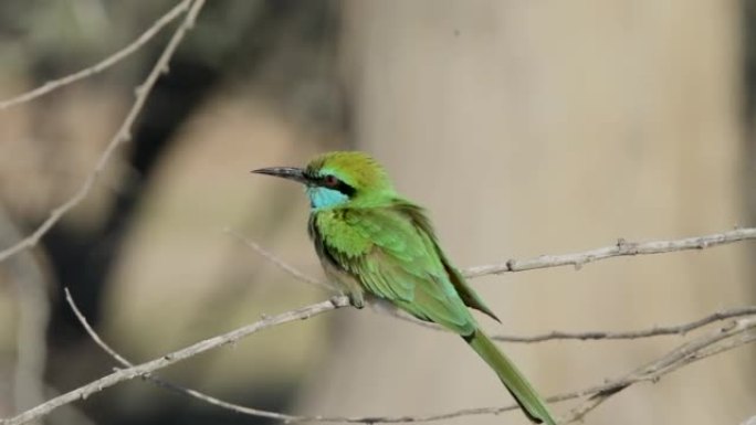 绿色食蜂者 (Merops orientalis muscatensis) 近距离寻找食物