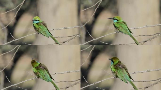 绿色食蜂者 (Merops orientalis muscatensis) 近距离寻找食物