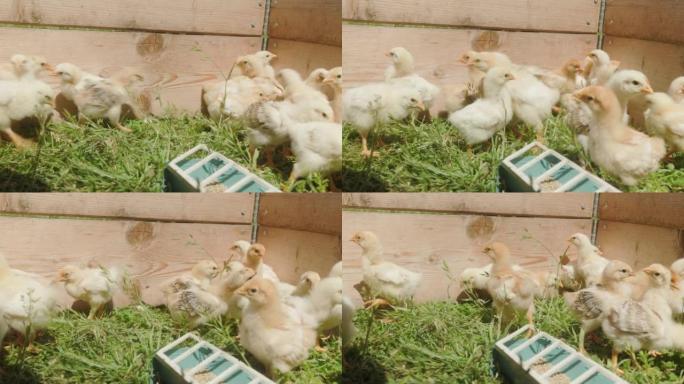 许多小鸡都想知道相机和啁啾。养鸡场。笼子里的特写小鸡。疯狂的鸡肉。