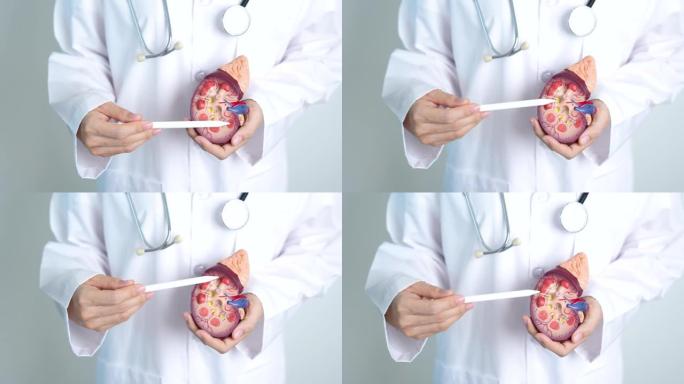 医生持有解剖肾肾上腺模型。泌尿系统疾病和结石，癌症，世界肾脏日，慢性肾脏，泌尿外科，肾炎，肾脏和移植