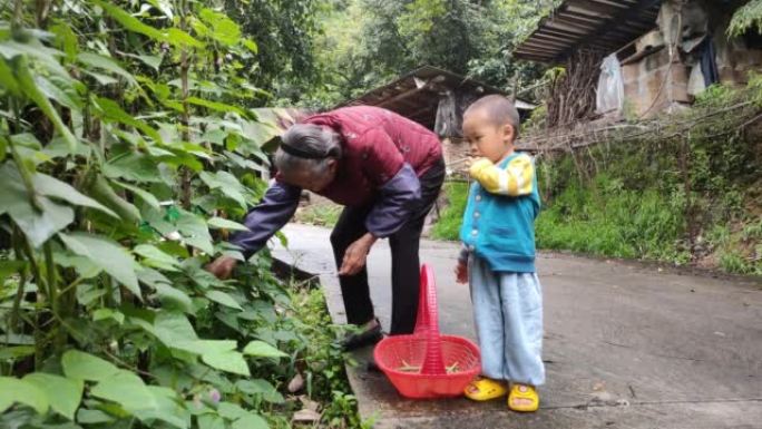 奶奶和孙子一起摘豆子