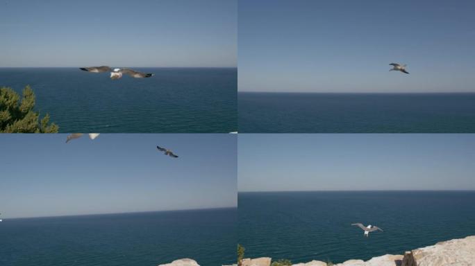 海鸥在空中翱翔，飞向大海