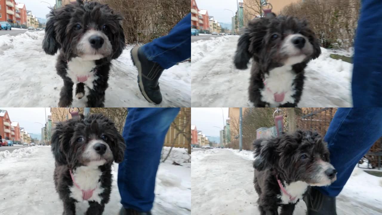 冬天狗外出散步的特写镜头