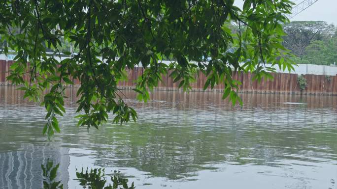 4K实拍春雨后广州天河公园绿树倒影与湖水