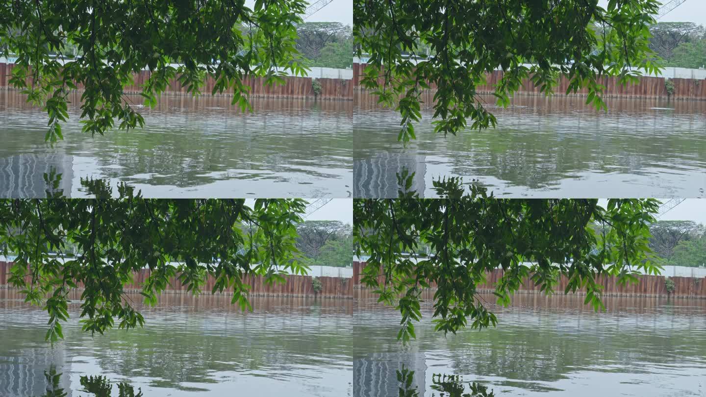 4K实拍春雨后广州天河公园绿树倒影与湖水