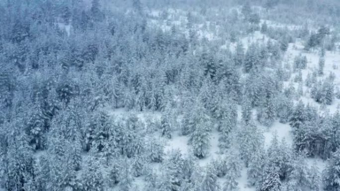 降雪期间，白雪覆盖的松树森林上空缓慢飞行的航拍画面，大片雪花飞来飞去。瑞典北部的白色冬季景观
