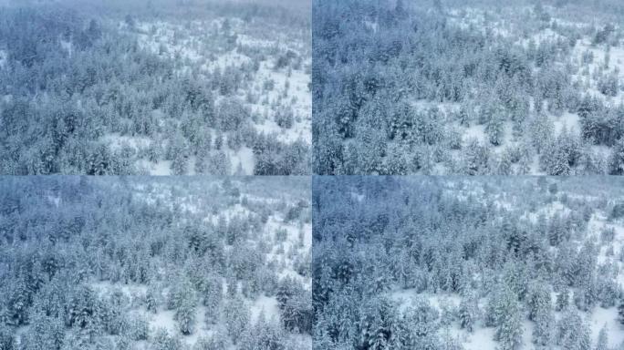 降雪期间，白雪覆盖的松树森林上空缓慢飞行的航拍画面，大片雪花飞来飞去。瑞典北部的白色冬季景观