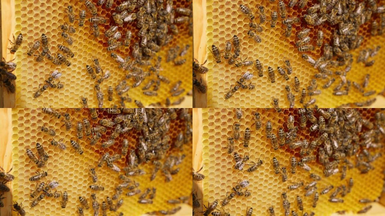 蜜蜂在蜂蜜框架上缓慢爬行。工作昆虫制造用于储存和生产健康产品的蜡细胞。