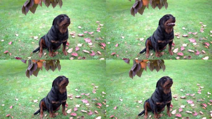 令人惊叹的黑色罗威纳犬，可爱的眼睛坐在柿子树下的草地上，看着相机，可爱的家庭成员在花园里户外玩耍，家