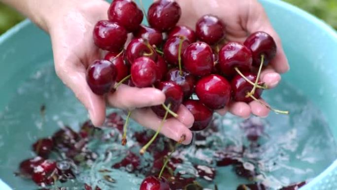 健康饮食新鲜收获的有机樱桃浆果在花园里。农民用水清洗新鲜的彩色樱桃浆果，特写浆果慢动作。女人用手用水