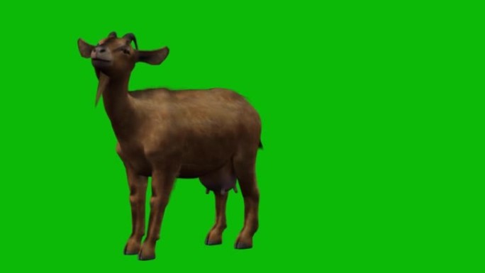 在绿色屏幕上放牧的山羊