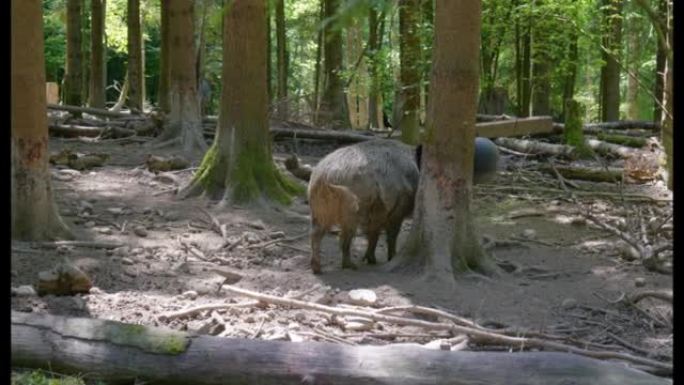 在欧洲瑞士的国家公园保留森林中寻找食物的单身雌性野猪。夏日，实时，没有人