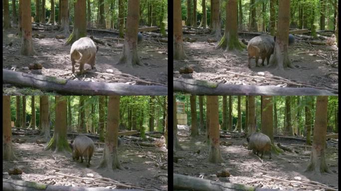 在欧洲瑞士的国家公园保留森林中寻找食物的单身雌性野猪。夏日，实时，没有人
