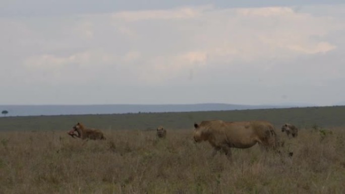 一头狮子跟随一只鬣狗，它背着一根大骨头。