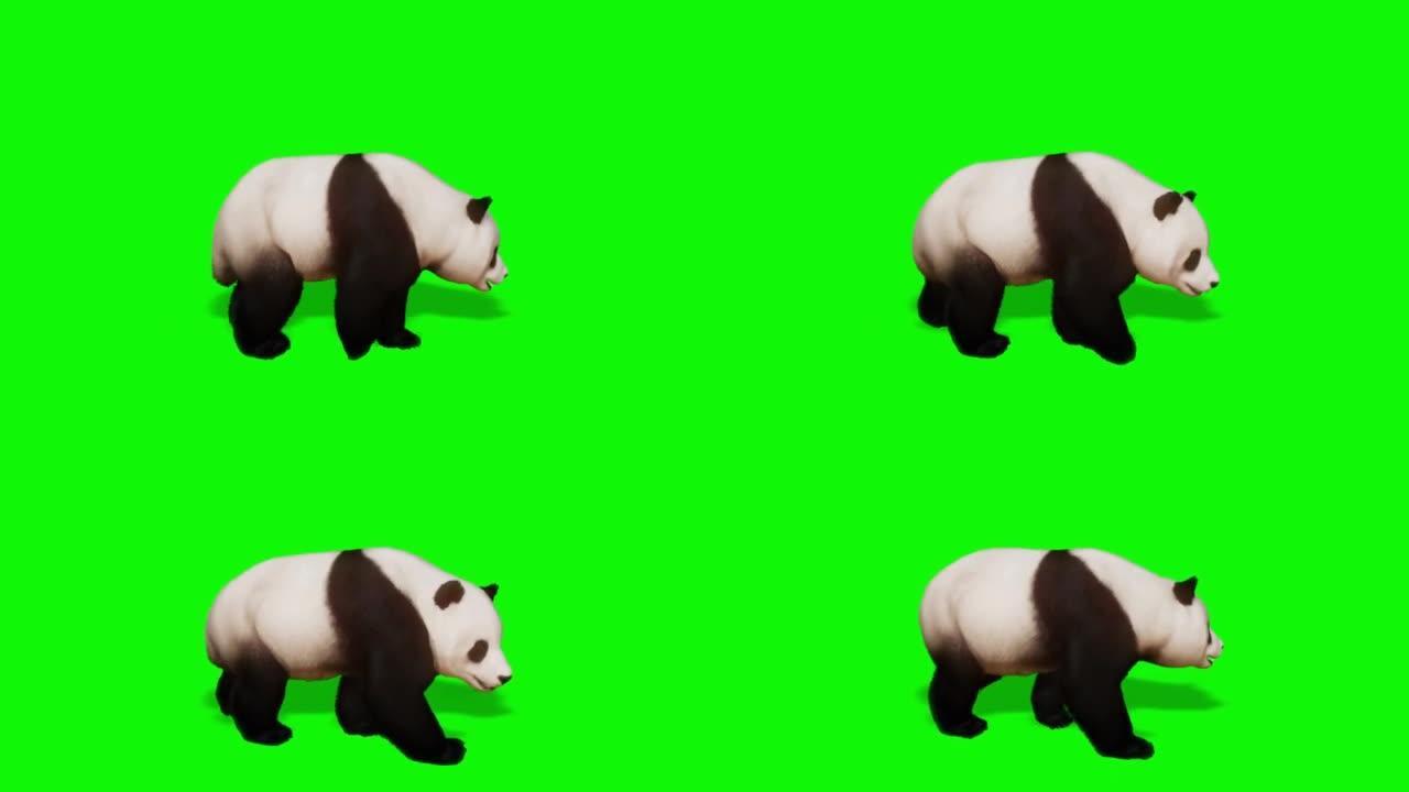 熊猫在绿色屏幕上行走