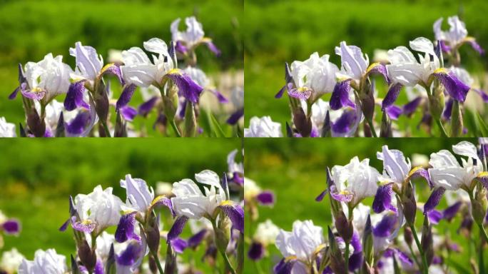 花园里生长的白紫矮星鸢尾麦基。绿色模糊背景上的紫色和非常边缘的虹膜。夏季鲜花特写。晴天。很多虹膜。大
