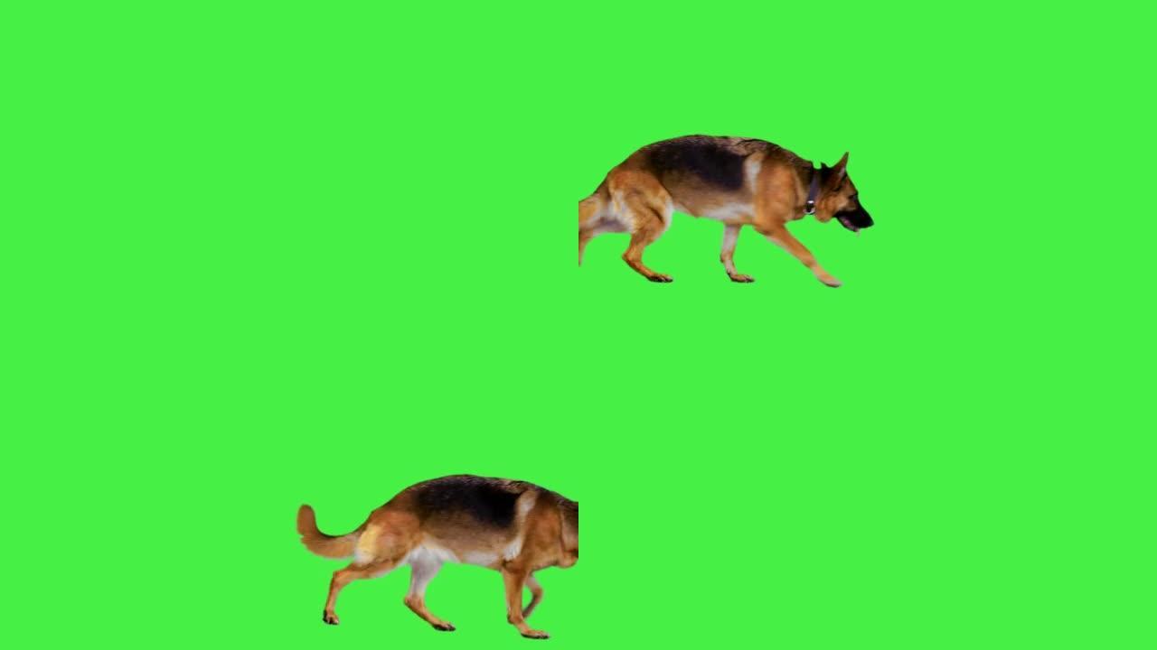 老德国牧羊犬在绿色屏幕上行走，色键