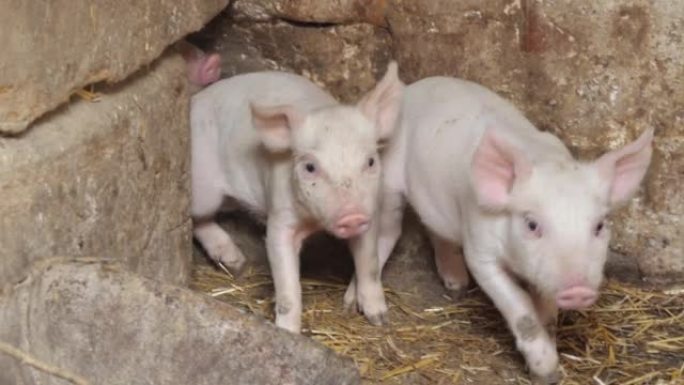 许多粉红色的小猪在农场里跑来跑去。种猪。畜牧业和农业小猪。