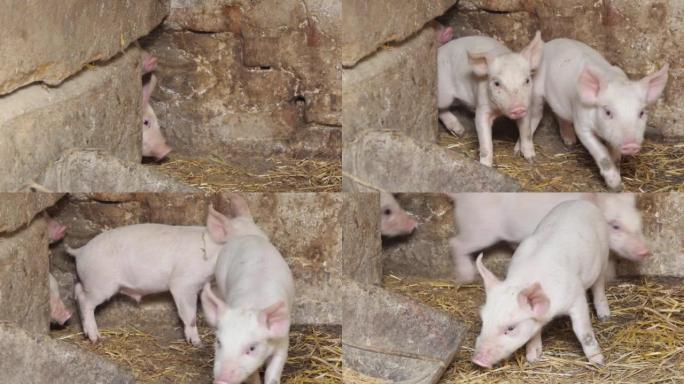 许多粉红色的小猪在农场里跑来跑去。种猪。畜牧业和农业小猪。
