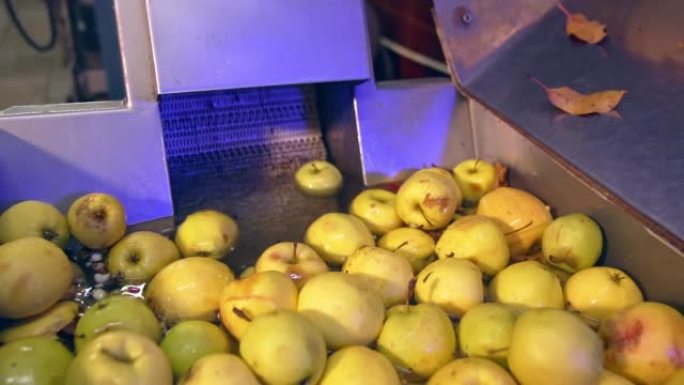 许多苹果正在清洗以备将来加工。在食品工厂准备制作果汁的黄色水果。