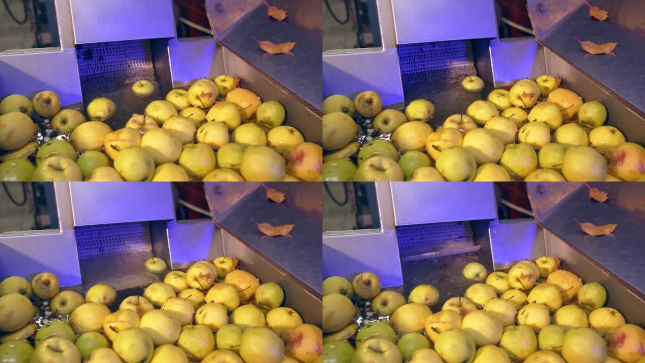 许多苹果正在清洗以备将来加工。在食品工厂准备制作果汁的黄色水果。