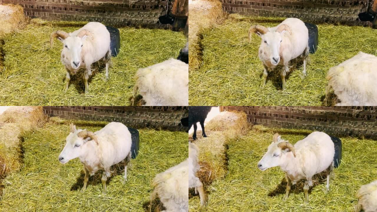 山羊农场里的山羊。山羊站在一个布满干草的鸟舍里。