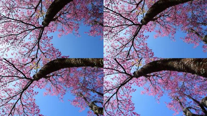 樱花树树木大树仰望仰拍仰视