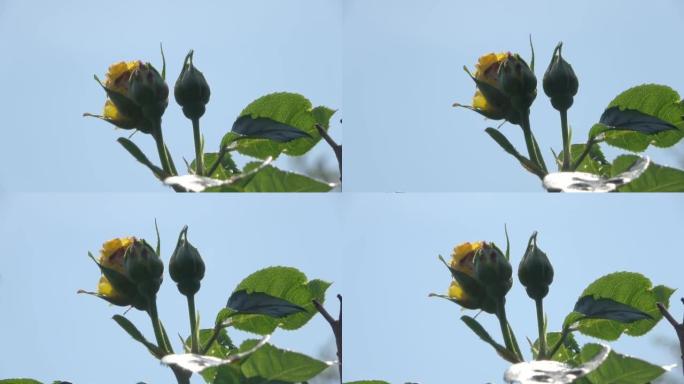 黄色玫瑰的特写镜头在蓝天下在风中缓慢移动。