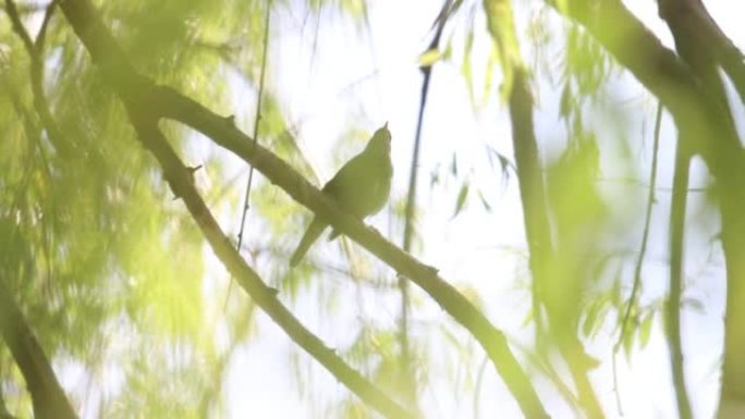 夜莺美丽地唱着一首歌坐在阳光普照的树枝上