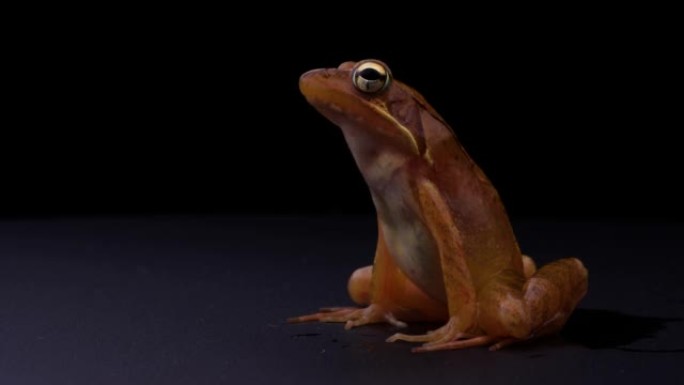 红棕色青蛙的4k视频。